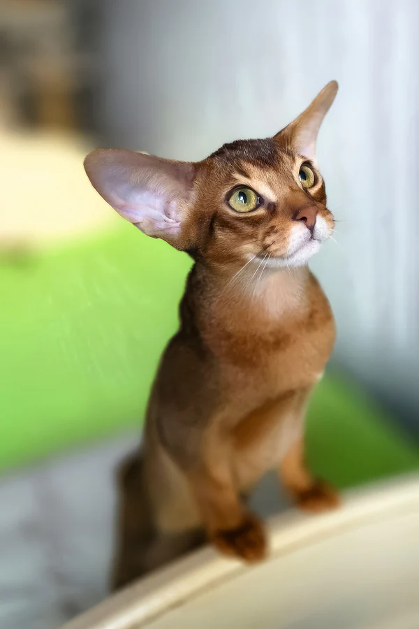 Simba, Purebred Abyssinian Male Kitten 1 simba, purebred abyssinian male kitten
