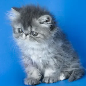 sindi, purebred persian female kitten