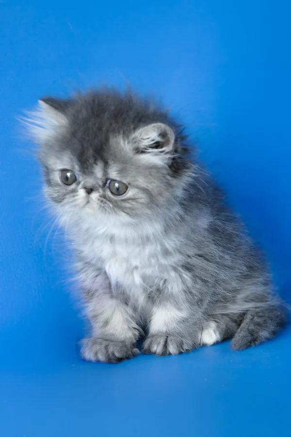 Sindi, Purebred Persian Female Kitten 1 sindi, purebred persian female kitten
