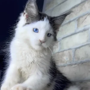 skyler, purebred british shorthair male kitten