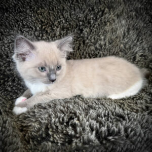 snickerdoodle, purebred ragdoll male kitten