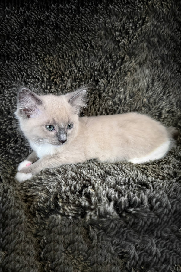 Snickerdoodle, Purebred Ragdoll Male Kitten 1 snickerdoodle, purebred ragdoll male kitten