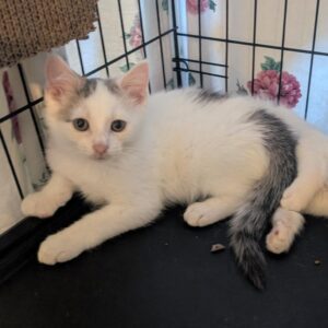 Sugarcane, Purebred American Shorthair Male Kitten