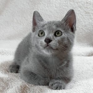 sultan, purebred russian blue male kitten