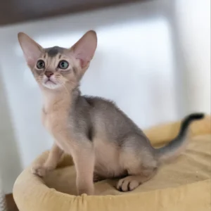taison, purebred abyssinian male kitten