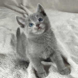 thomas, purebred russian blue male kitten