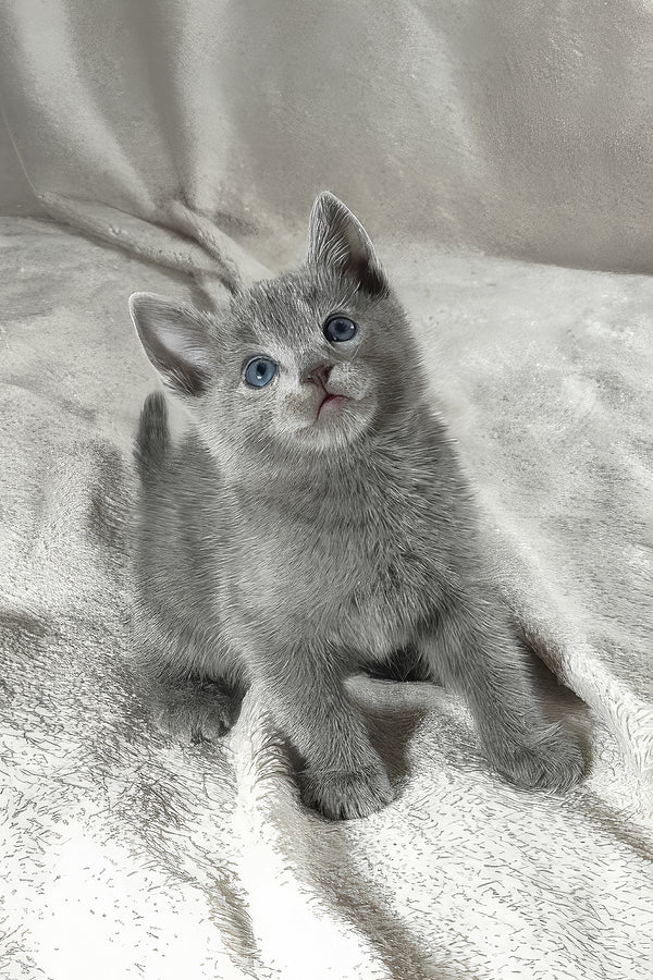 Thomas, Purebred Russian Blue Male Kitten 1 thomas, purebred russian blue male kitten