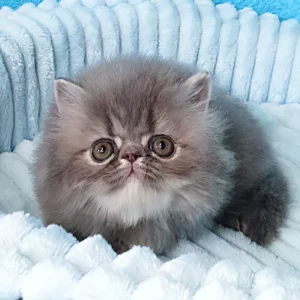 topaz, purebred persian male kitten