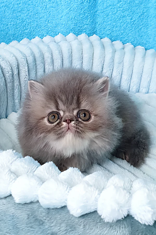 Topaz, Purebred Persian Male Kitten 1 topaz, purebred persian male kitten