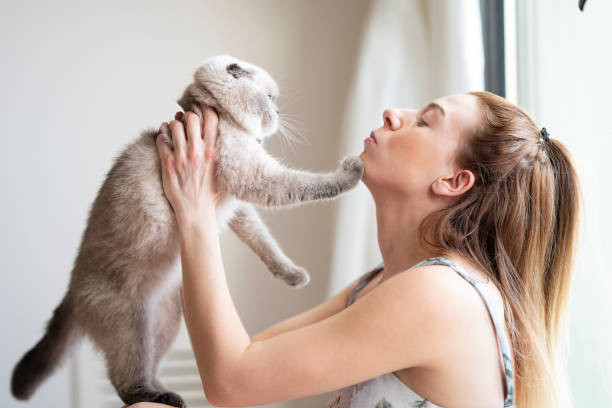 Top 10 Essential Tricks to Train Your Purebred Kitten 5 Train Your Purebred Kitten