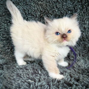 uni, purebred ragdoll female kitten