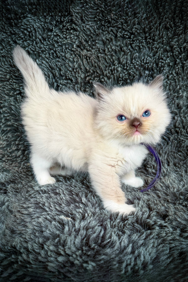 Uni, Purebred Ragdoll Female Kitten 1 uni, purebred ragdoll female kitten