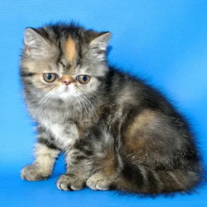 ursula, purebred exotic shorthair female kitten