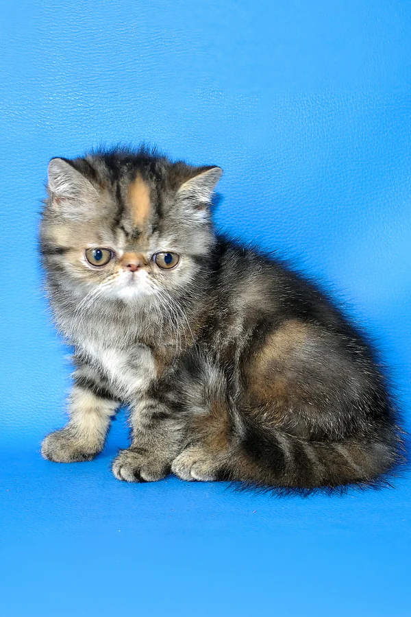 Ursula, Purebred Exotic Shorthair Female Kitten 1 ursula, purebred exotic shorthair female kitten