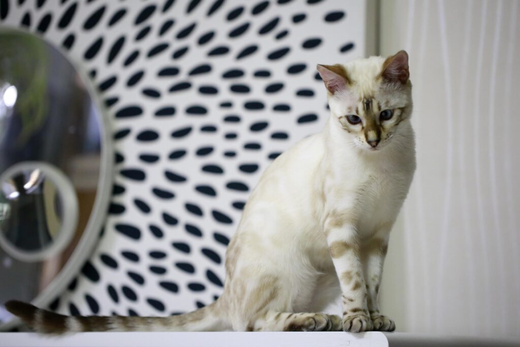 White Bengal Kitten