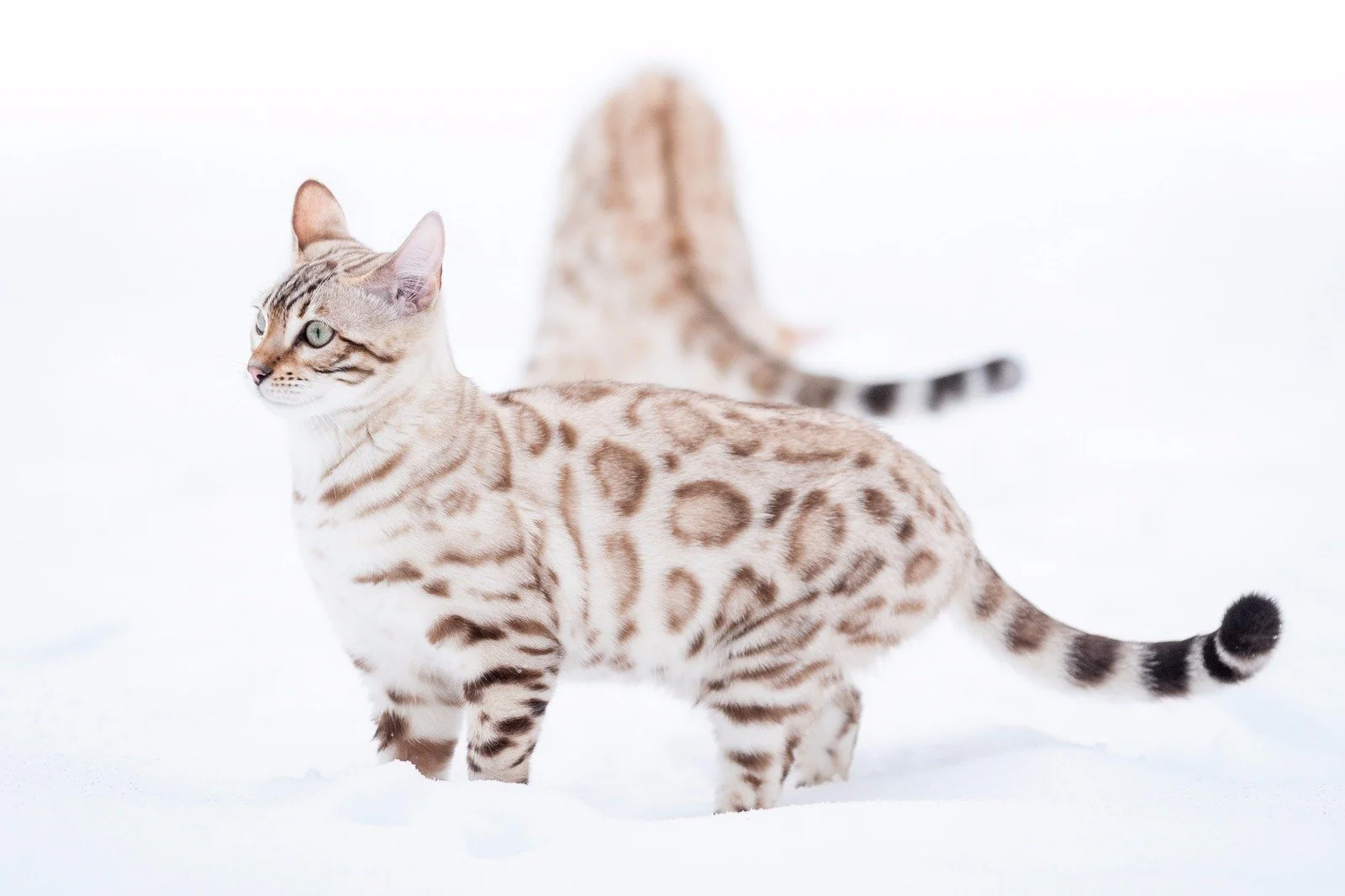 White Bengal Kitten