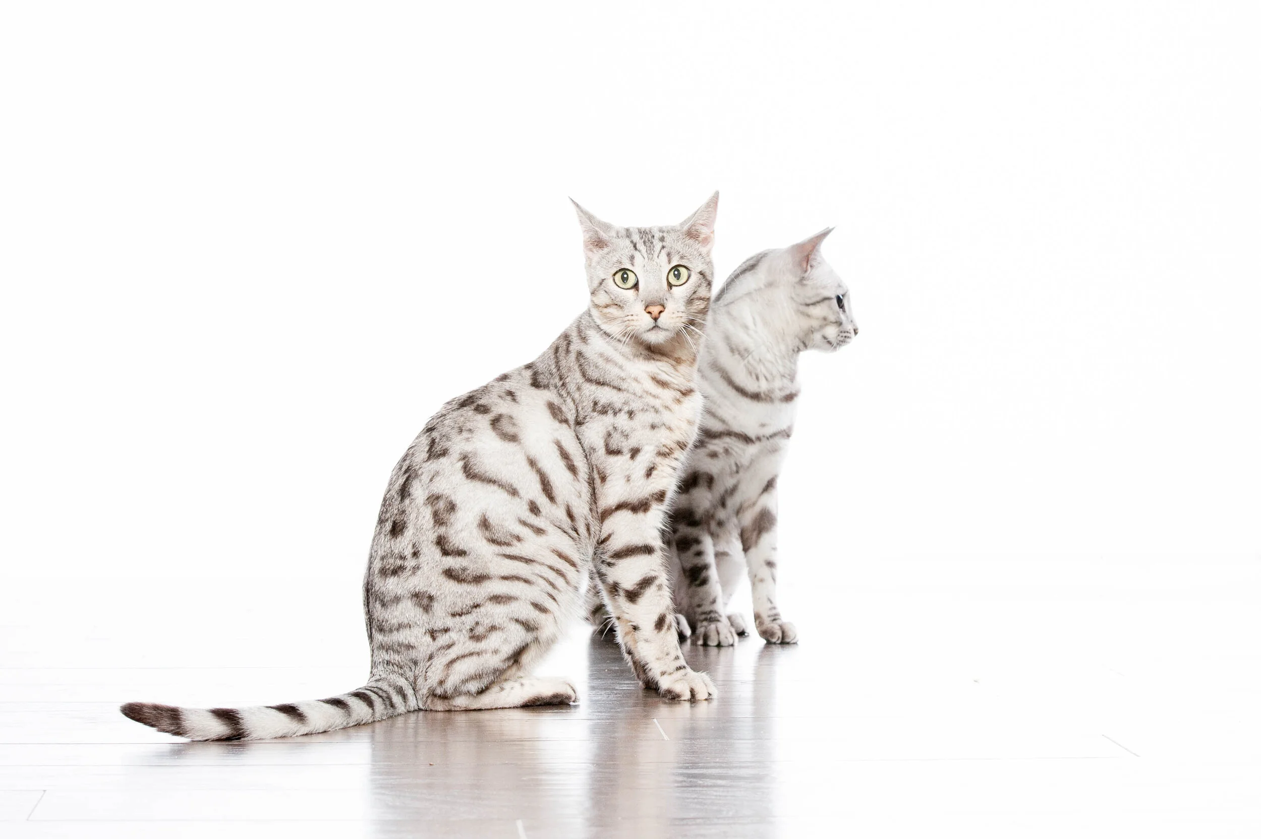 White Bengal Kitten