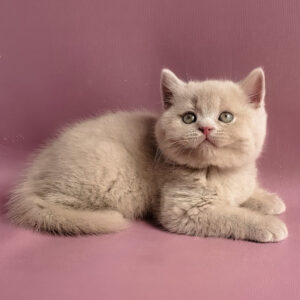 yasmine, purebred british shorthair female kitten