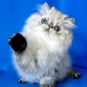 yoko, purebred persian male kitten