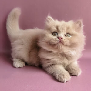 yoshi, purebred british shorthair male kitten