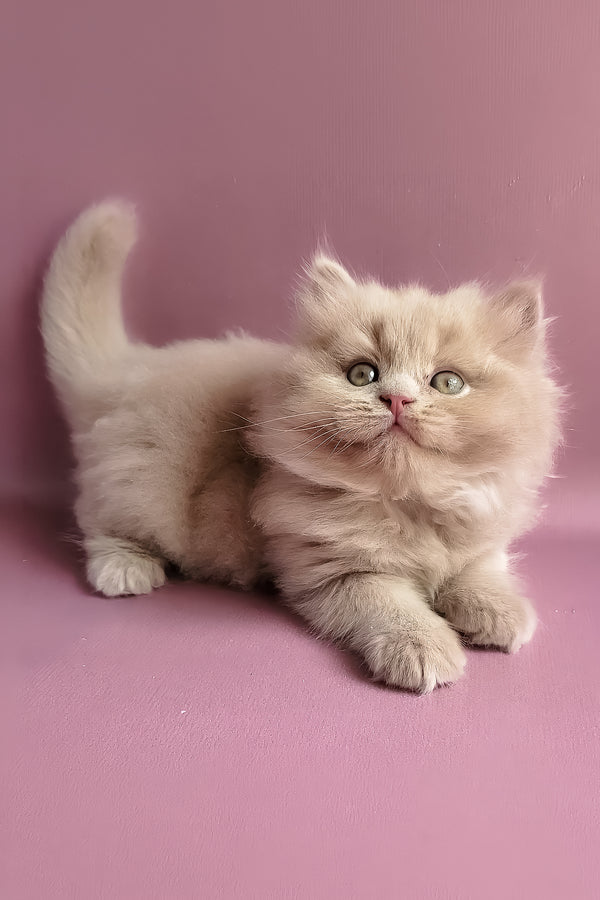 Yoshi, Purebred British Shorthair Male Kitten 1 yoshi, purebred british shorthair male kitten
