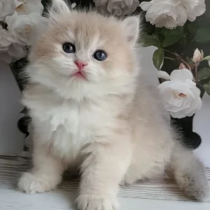 zara, purebred british shorthair female kitten