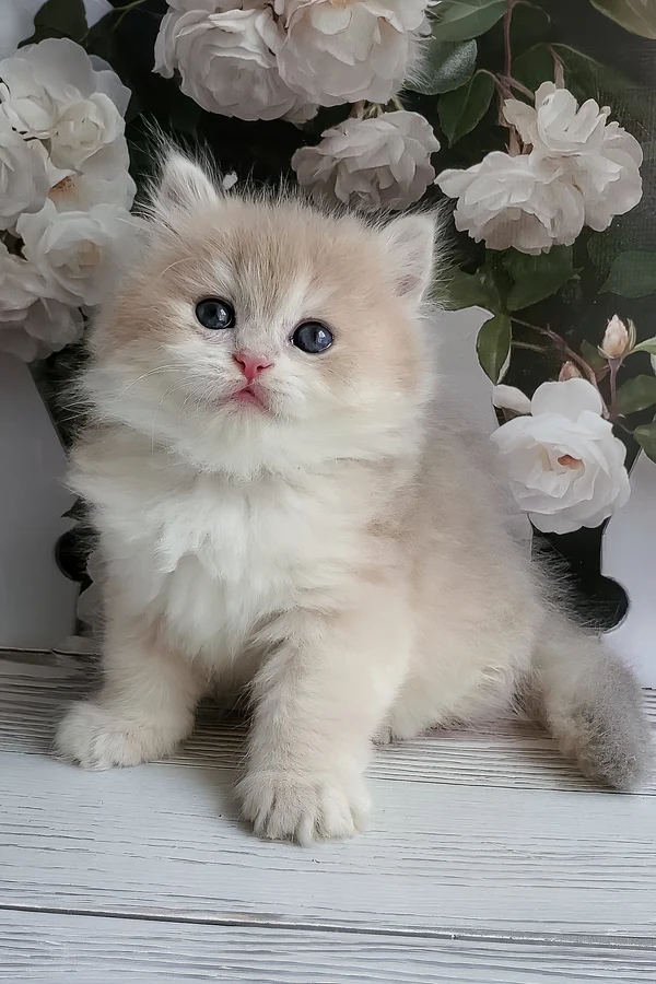 Zara, Purebred British Shorthair Female Kitten 1 zara, purebred british shorthair female kitten