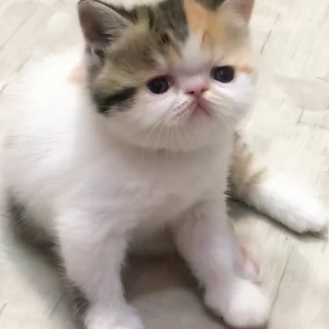 zarina, purebred persian female kitten