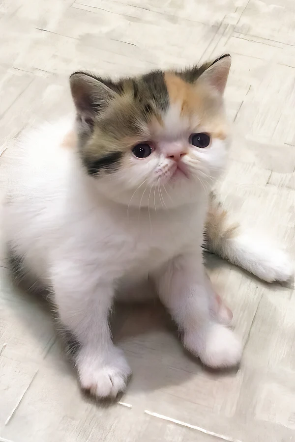 Zarina, Purebred Exotic Shorthair Female Kitten 1 zarina, purebred persian female kitten