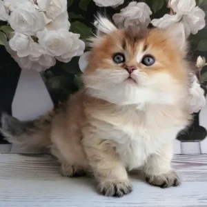 zephyr, purebred british shorthair male kitten