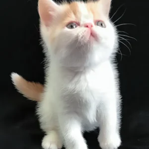 zevs, purebred exotic shorthair male kitten