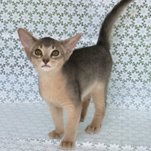 zhasmin, purebred abyssinian female kitten