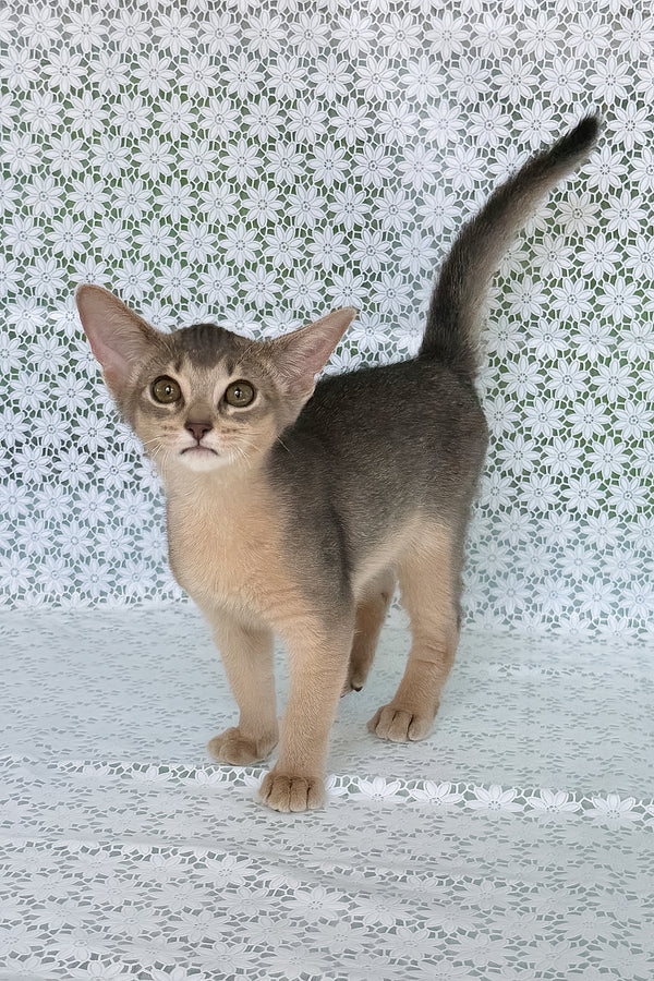 Zhasmin, Purebred Abyssinian Female Kitten 1 zhasmin, purebred abyssinian female kitten