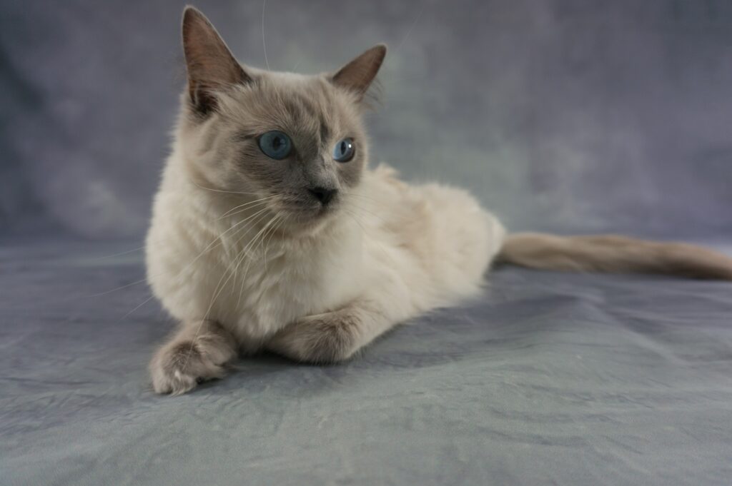 ragdoll kittens near me