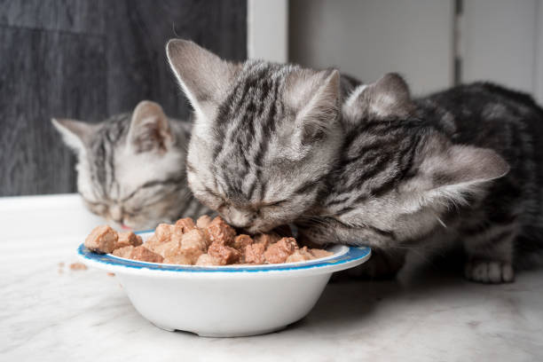 American Shorthair Kitten for Sale