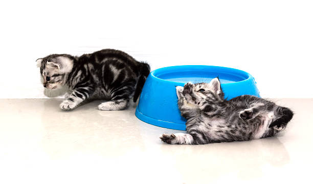 American Shorthair Kitten for Sale Near Me: How to Find a Healthy, Happy Kitten 4 American Shorthair Kitten for Sale Near Me