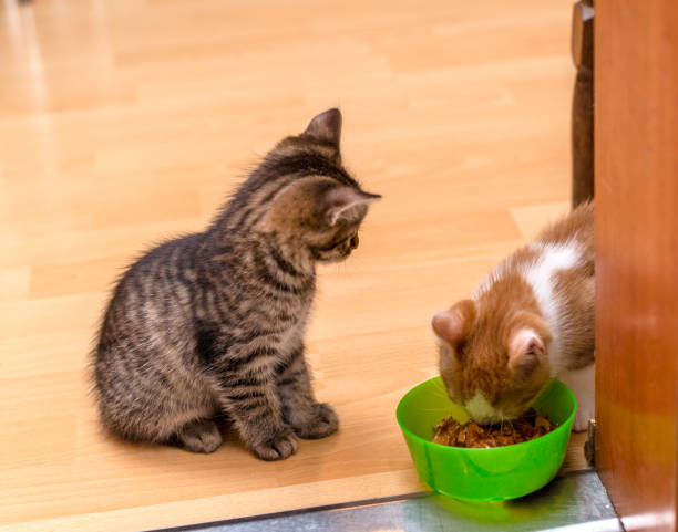 American Shorthair Kitten for Sale Near Me: How to Find a Healthy, Happy Kitten 3 American Shorthair Kitten for Sale Near Me