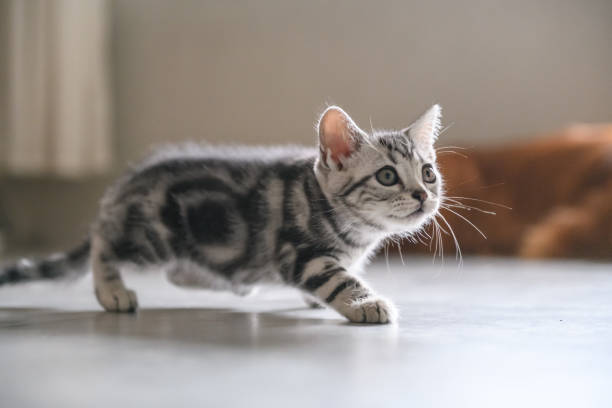 American Shorthair Kitten for Sale Near Me: How to Find a Healthy, Happy Kitten 5 American Shorthair Kitten for Sale