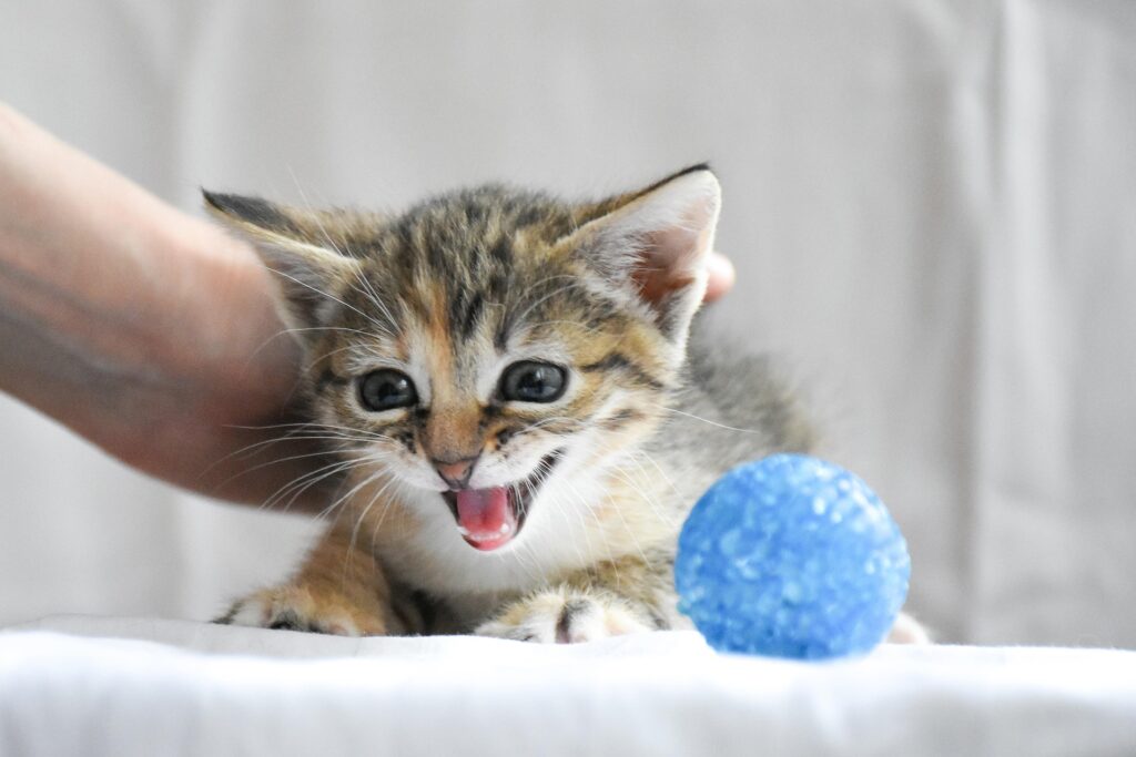 Cat and Kitten Toys: Best Toys for Healthy Kitten Play & Development 6 Cat and Kitten Toys