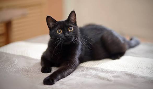 black american shorthair kitten​