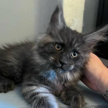 Black Maine Coon Kitten: Complete Guide to Color, Care & Personality 4 black maine coon kitten