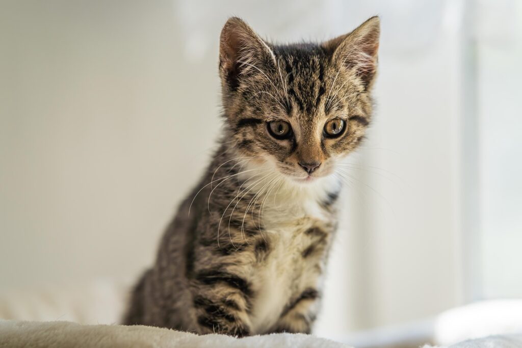 American Bombay Kitten: Complete Breed, Adoption & Care Guide 6 bombay kitten for sale