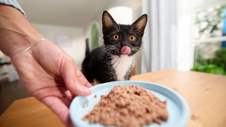 How Long Can a Cat Go Without Eating? Risks, Causes & What to Do 5 cat and kitten food 1