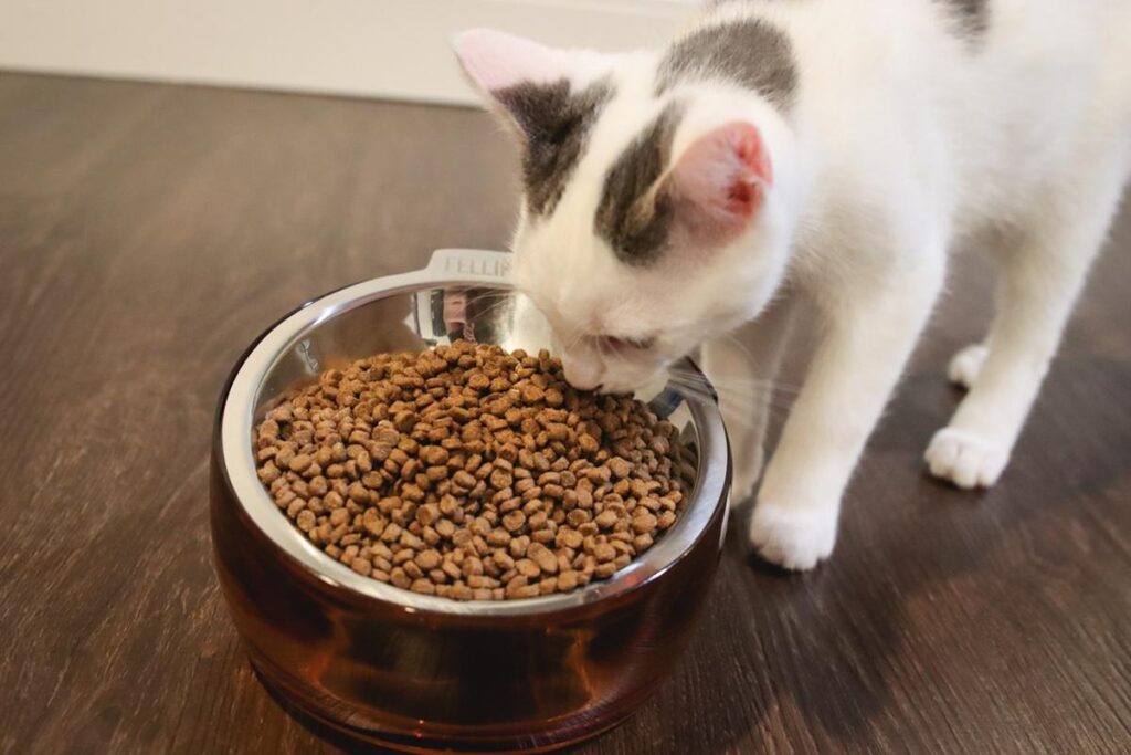 cat and kitten food 3