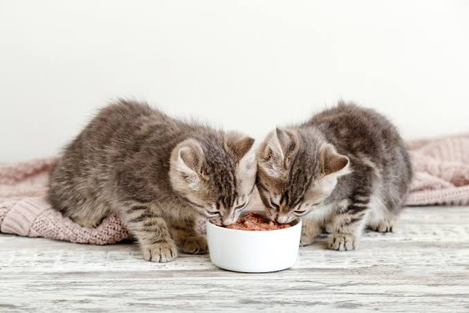Cat and Kitten Food: A Complete Guide to Healthy Nutrition 5 cat and kitten food
