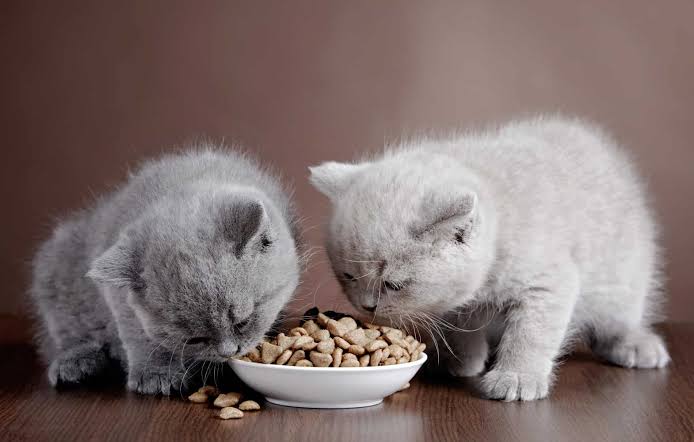 cat and kitten food​