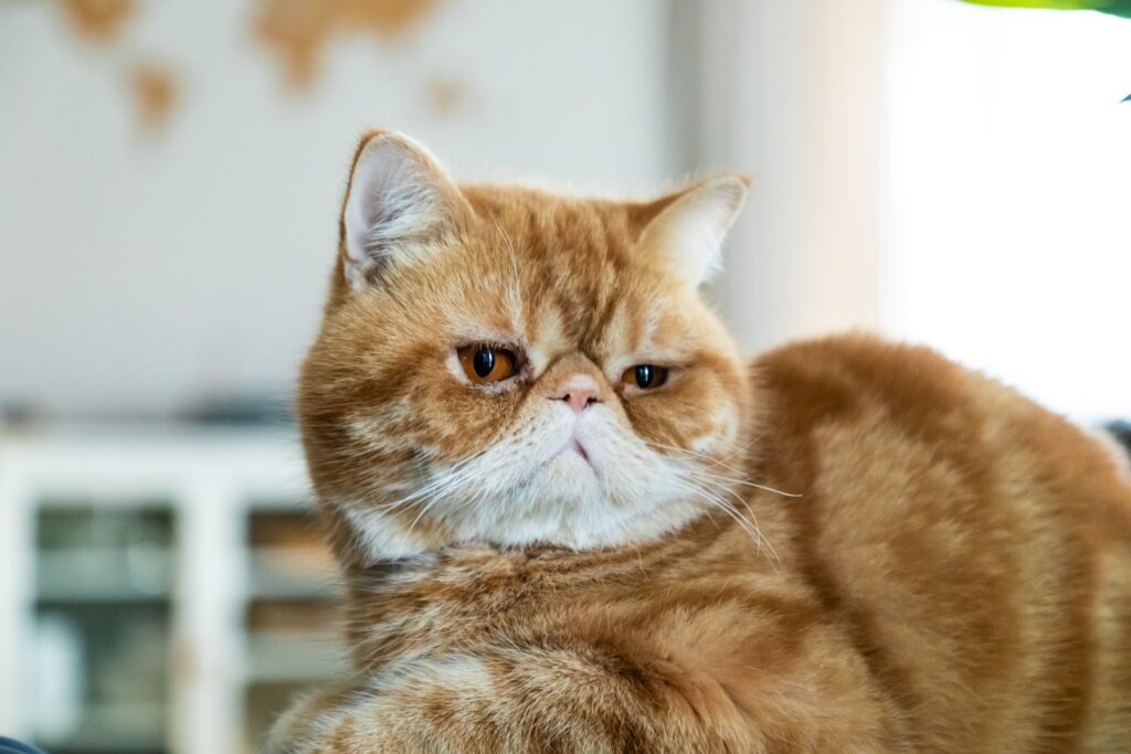 Ultimate Guide to Choosing the Right Exotic Shorthair Breeder 6 exotic shorthair kitten for sale 1