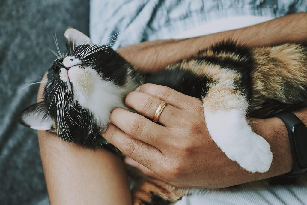 Kitten and Cat Care Guide: Everything You Need to Know for a Healthy and Happy Pet 3 kitten and cat
