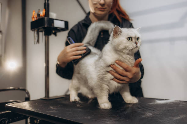 grooming a persian kitten​