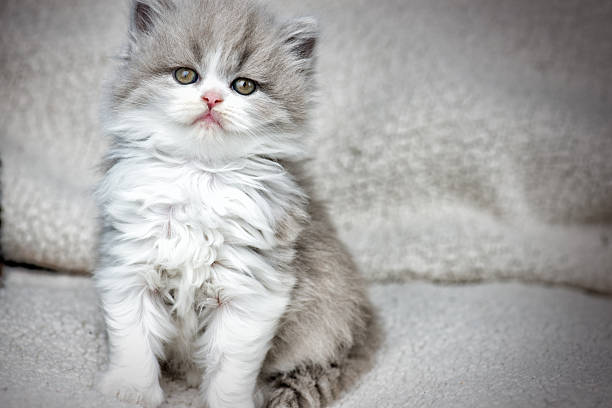 grooming a persian kitten​

